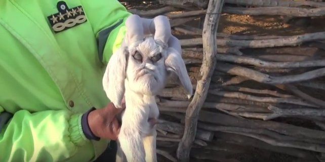 El misterioso nacimiento de un cabrito con